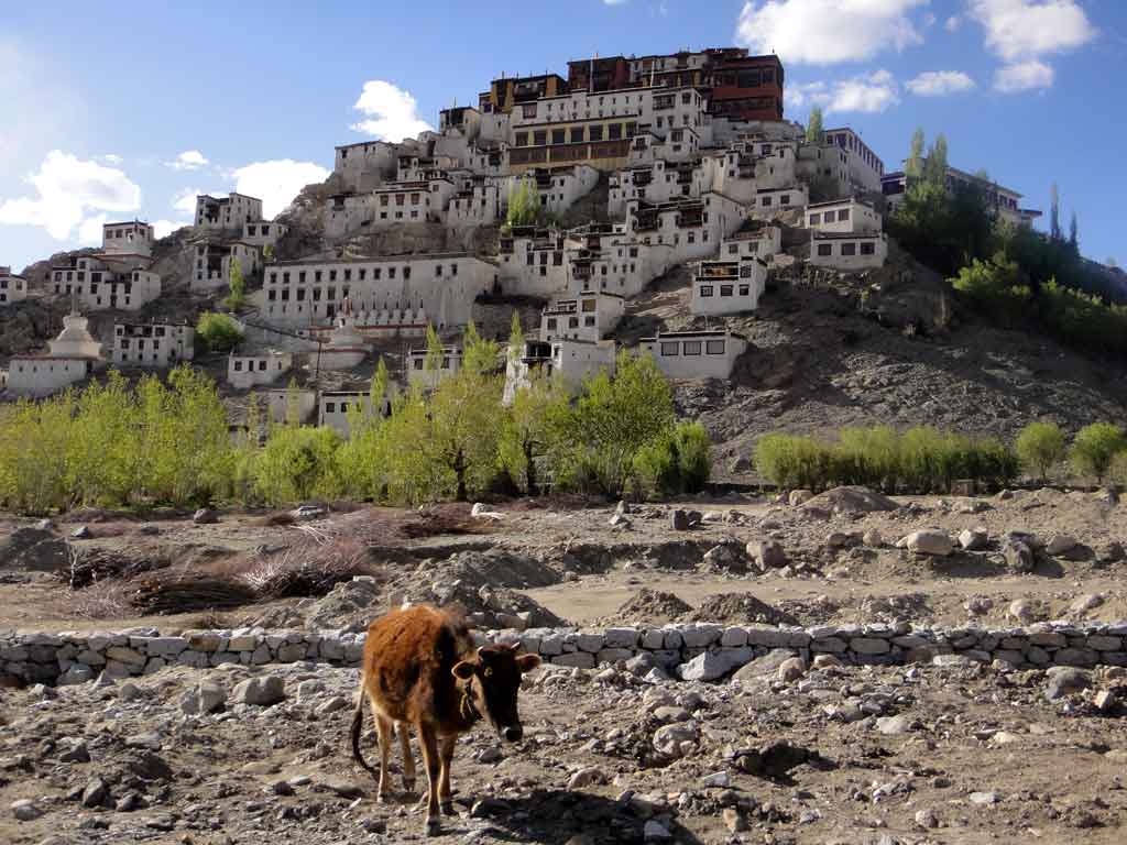   (Thiksey Gonpa)